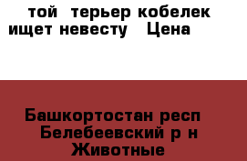 той- терьер кобелек ищет невесту › Цена ­ 1 000 - Башкортостан респ., Белебеевский р-н Животные и растения » Собаки   